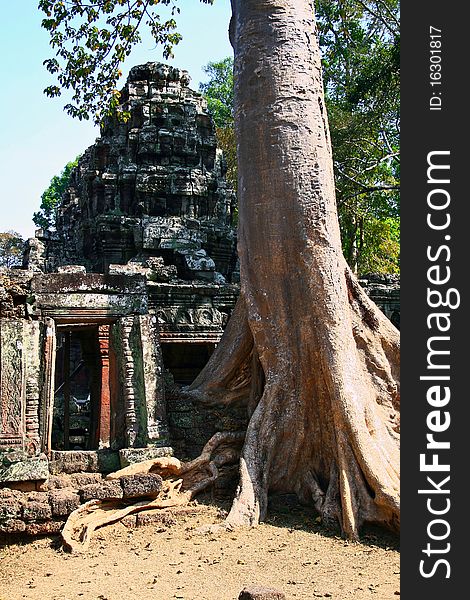 Ta Prohm temple,Angkor