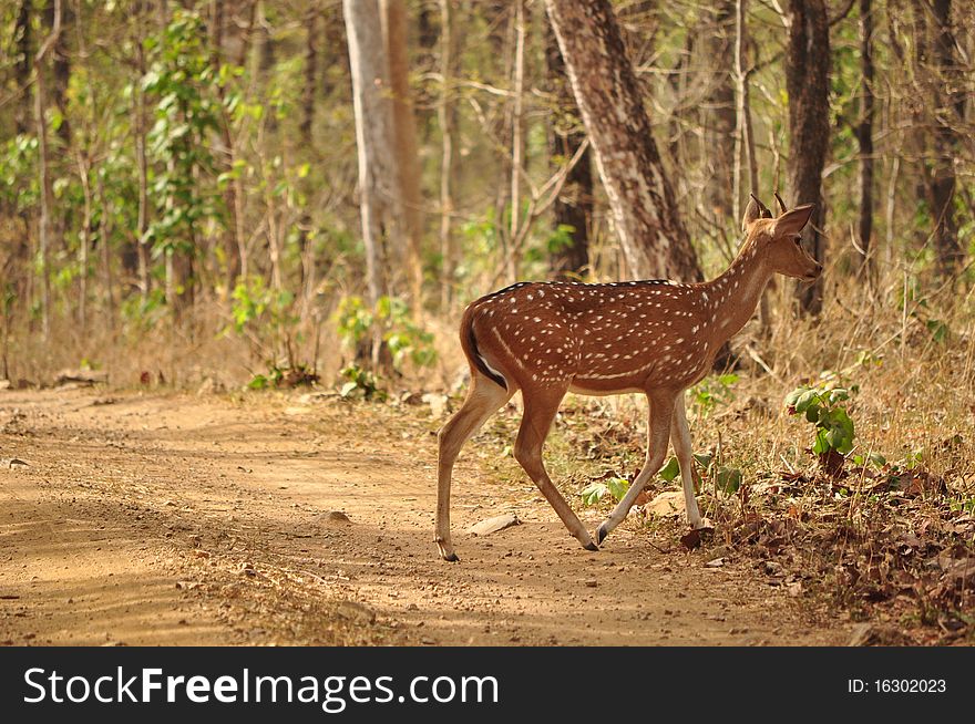 Spotted deer crossing a jungle path