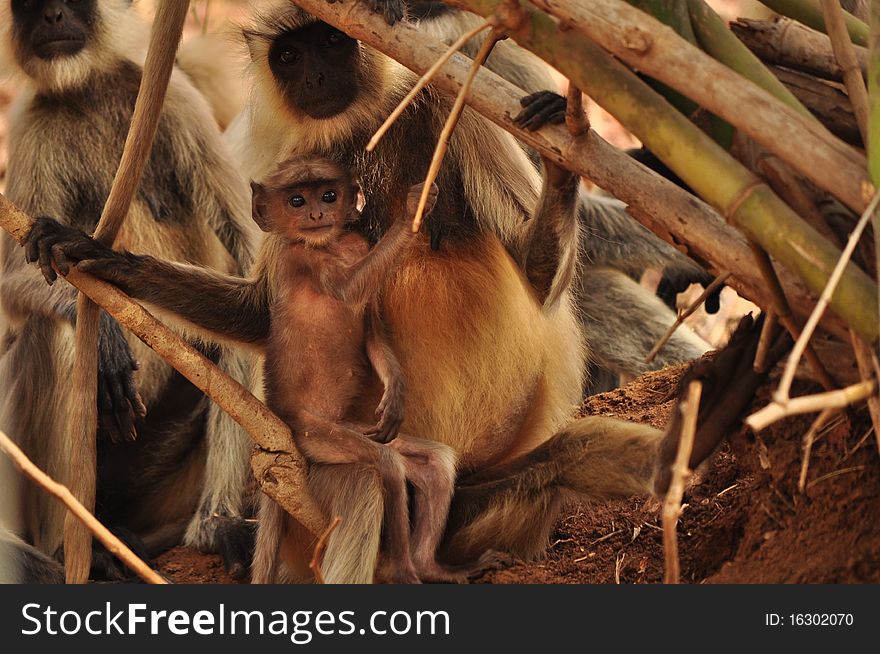 Baby monkey looking at the camera