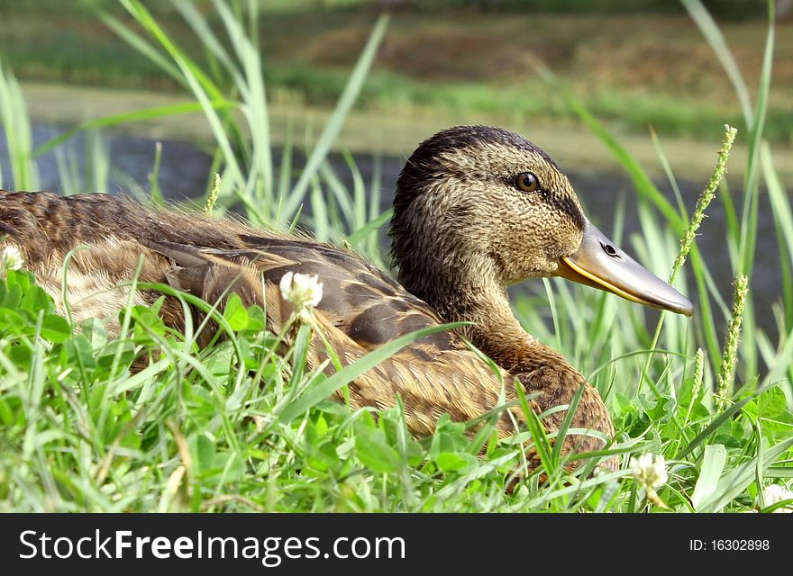 Single duck sitting in the grass. Single duck sitting in the grass