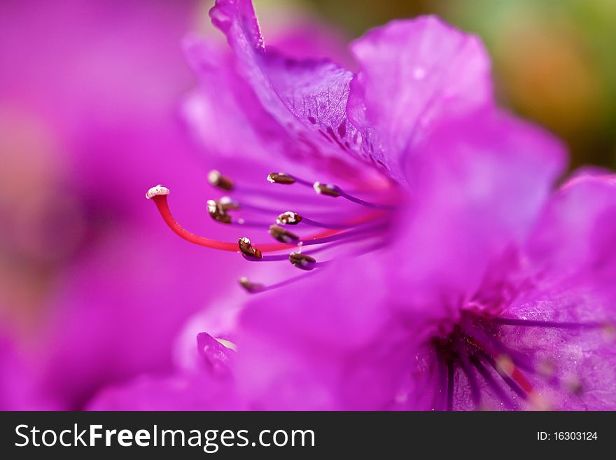 Pink flower with stamens