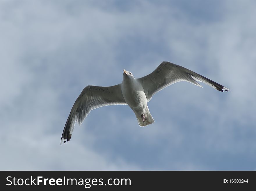 A seagull soaring against a blue sky