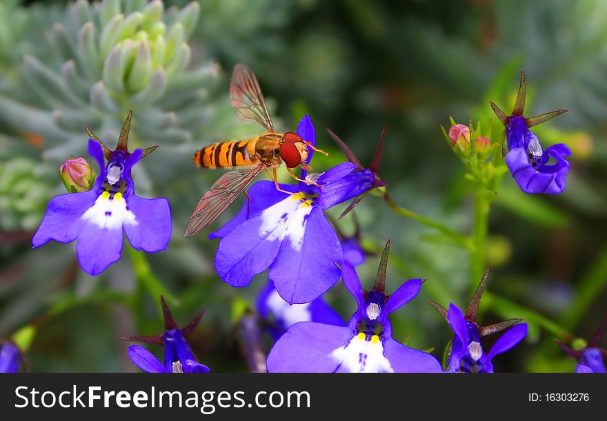 Hover bee on blue lobelia with rainbow colours on wings, flowers almost appear to be in 3d. Hover bee on blue lobelia with rainbow colours on wings, flowers almost appear to be in 3d.