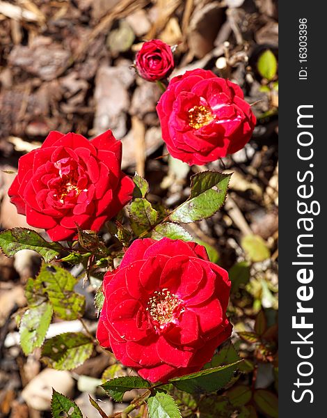 Four small red roses with blurry background