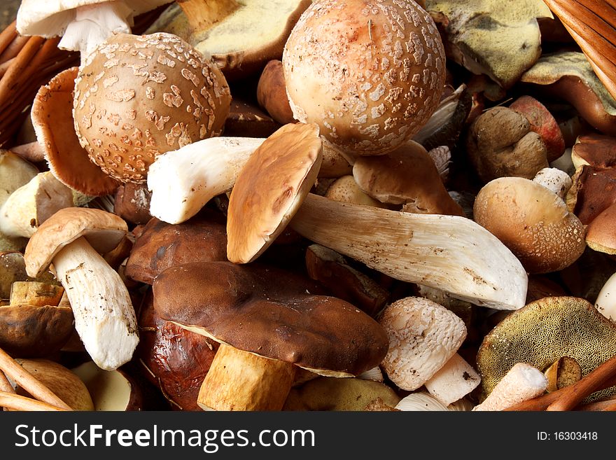 Detail Of Fresh Autumn Mushroom