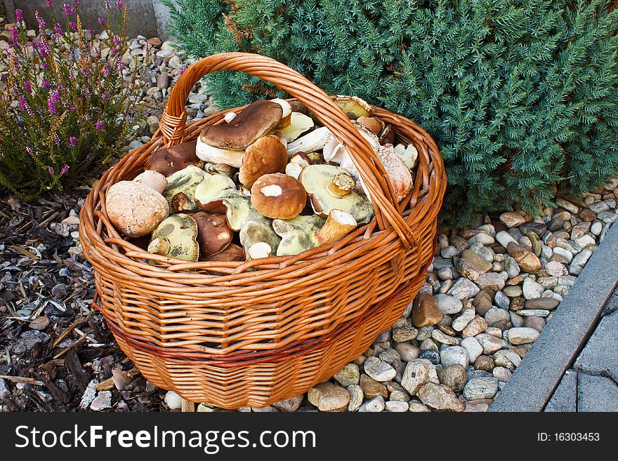 Full basket of fresh autumn mushroom