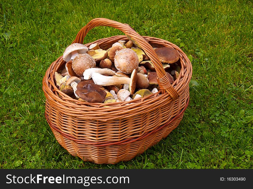 Basket Of Fresh Autumn Mushroom