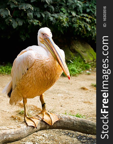 Pelican (Pelicanus onocrotalus) posing in camera