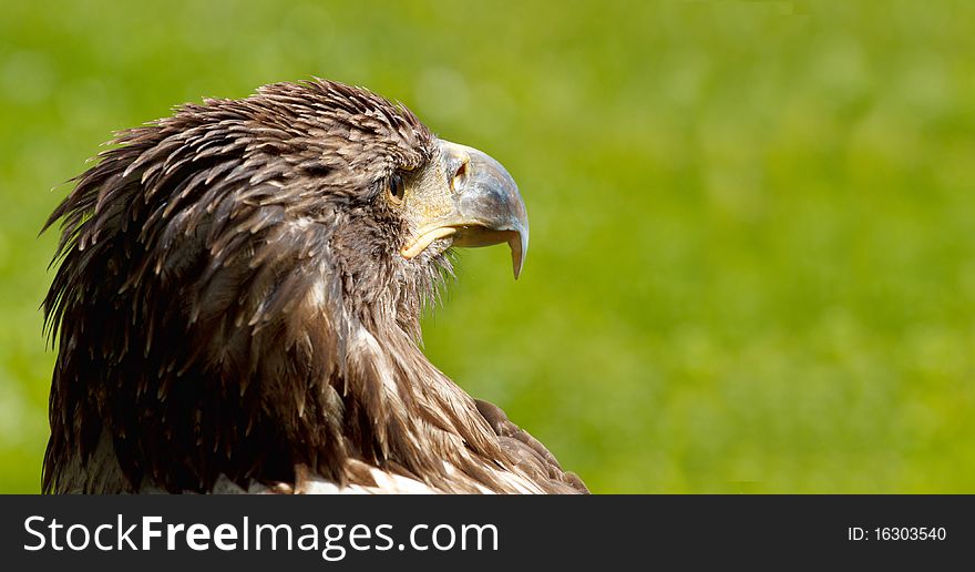 BigSea Eagle (Haliaeetus albicill)
