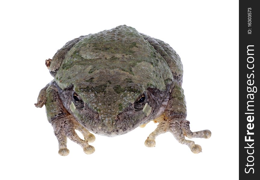 Eastern gray treefrog, Hyla versicolor, isolated on white