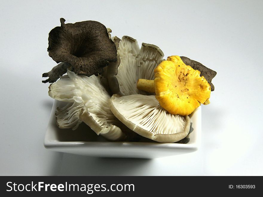 Chanterelle, Oyster mushrooms and horns of plenty in autumn. Chanterelle, Oyster mushrooms and horns of plenty in autumn