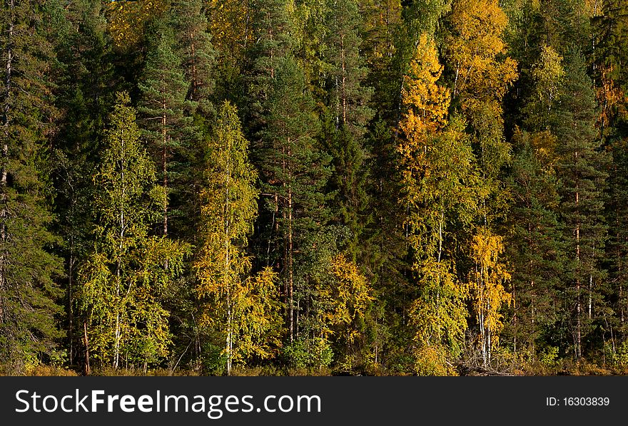 Background made from autumn trees. Background made from autumn trees