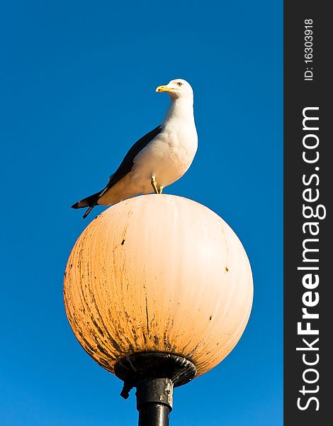 Seagull sitting on lamp - vertical shot