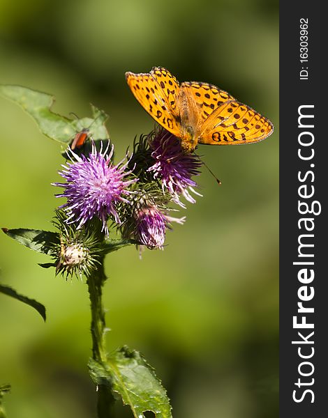 Butterfly outdoor on flower (argynnis paphia). Butterfly outdoor on flower (argynnis paphia)