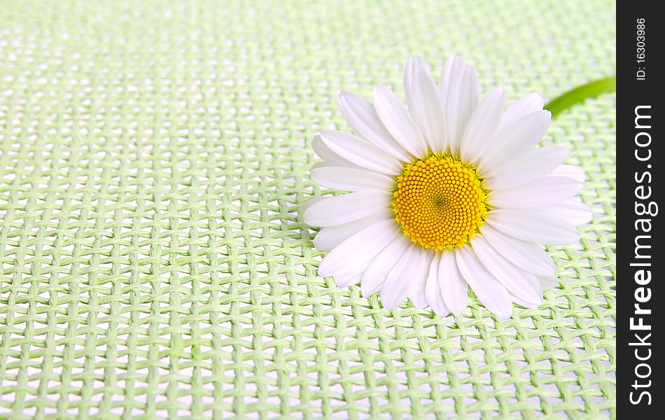 One chamomile on green background