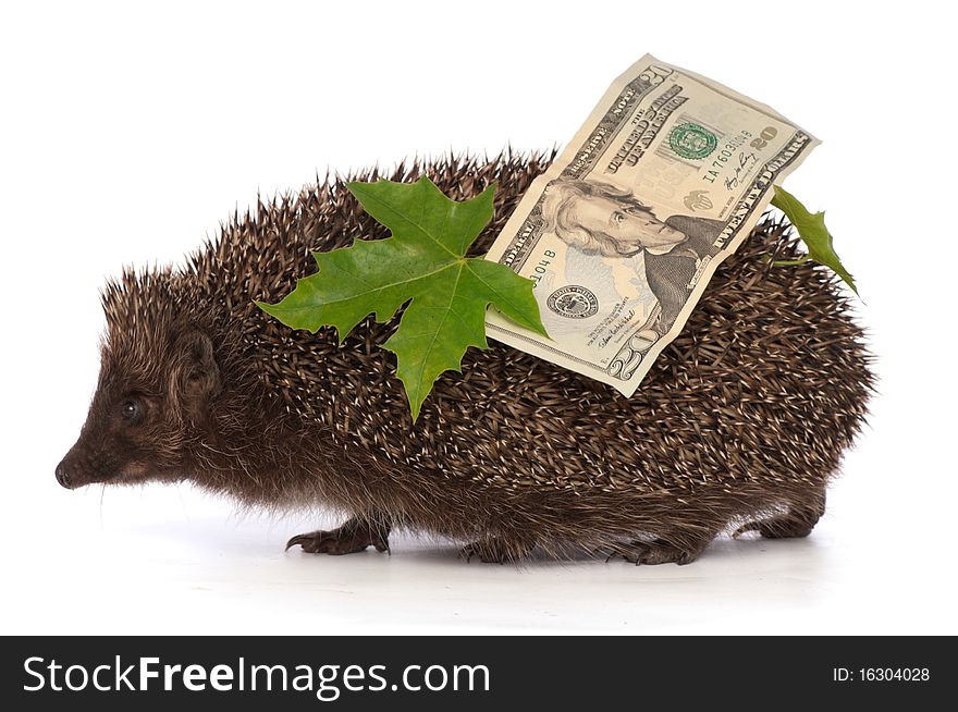 Hedgehog With Dollars Profit