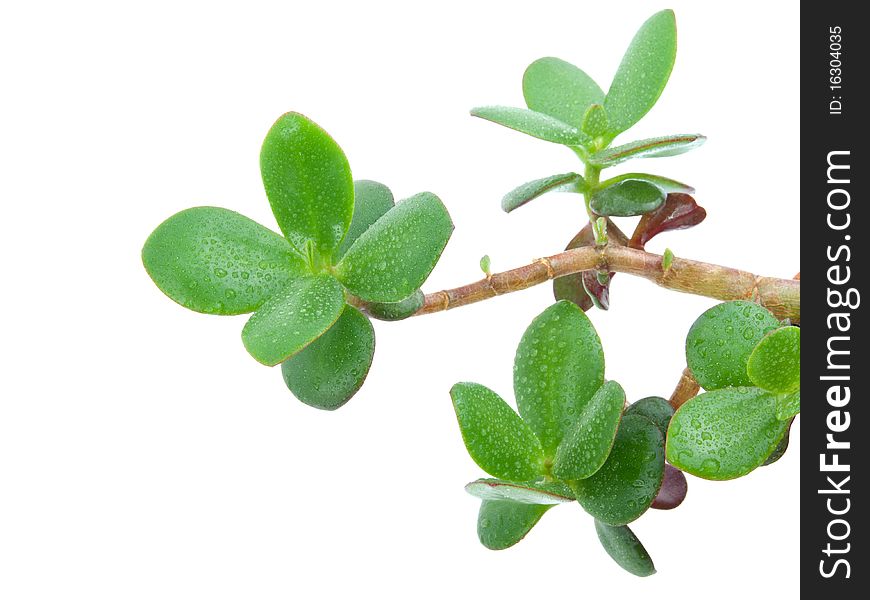 House plant - Crassula Ovata or Money tree. Isolated over white background.