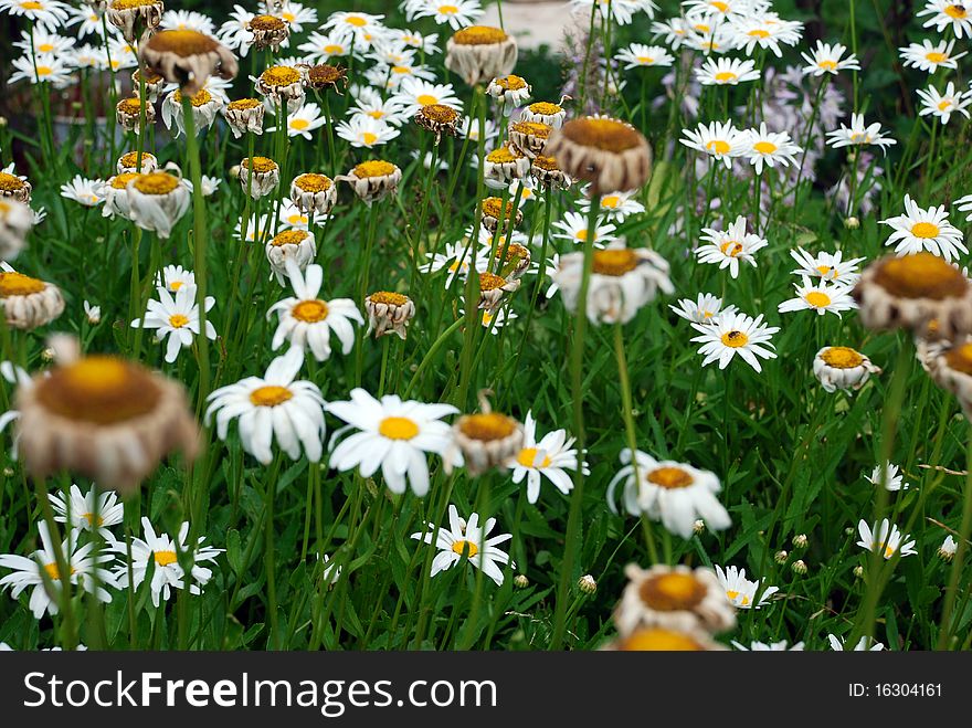 Summer field carpeted with wild daisy's