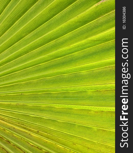 Green palm tree leaf as a background. Green palm tree leaf as a background