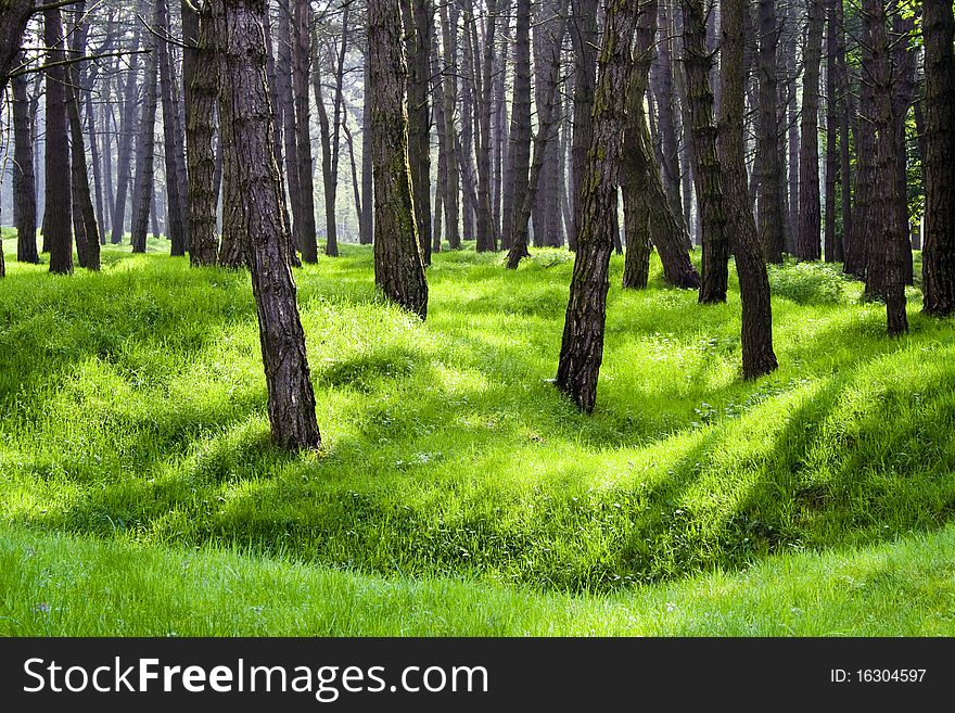 The remains of first world war trenches covered in grass under trees and lit by sunlight. The remains of first world war trenches covered in grass under trees and lit by sunlight