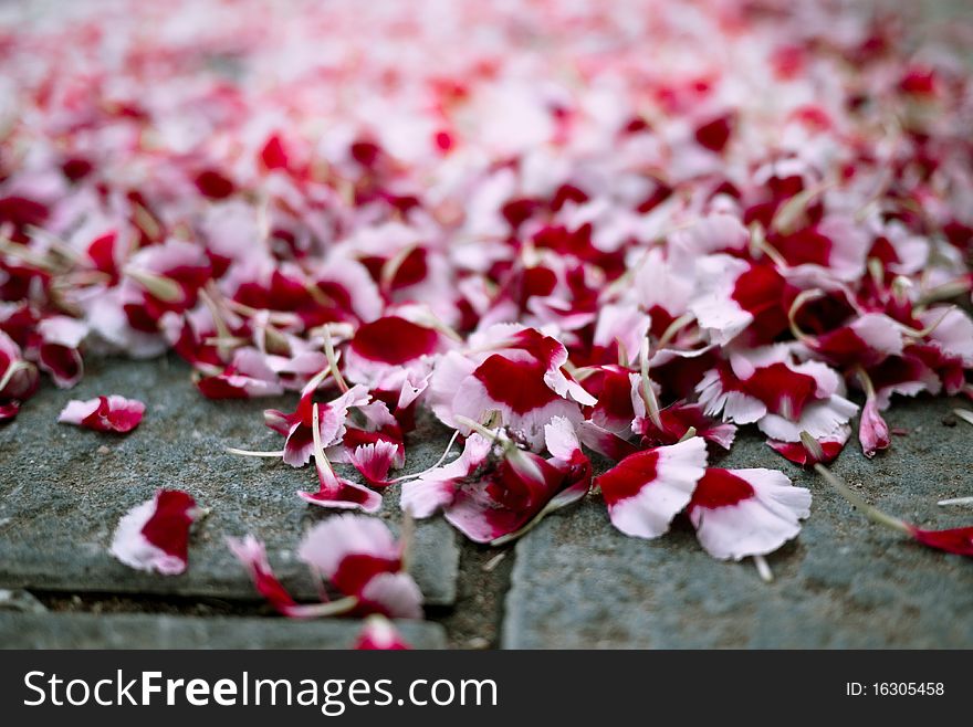 Petals from flowers laying on the street, with shallow depth of field. Petals from flowers laying on the street, with shallow depth of field.
