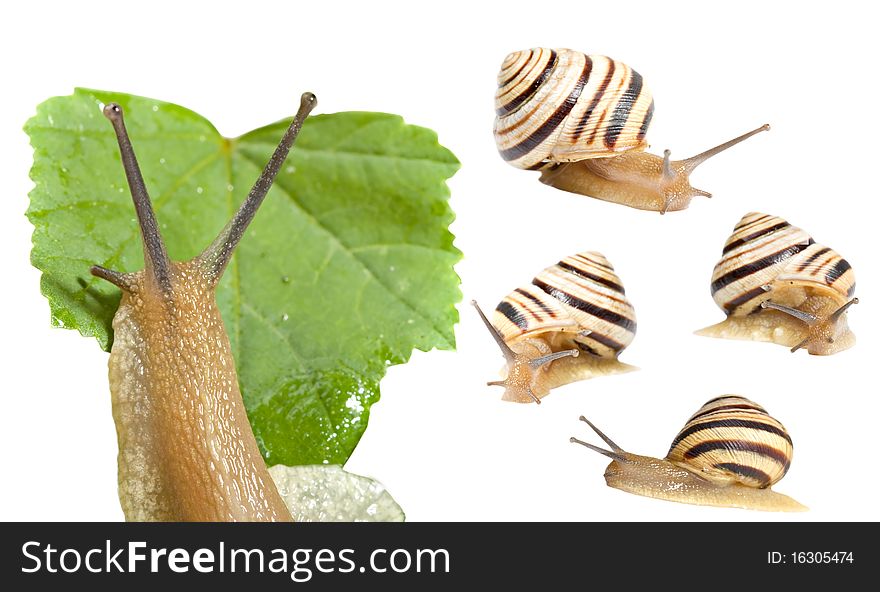 Striped snail on a white background, a set of five images. Striped snail on a white background, a set of five images