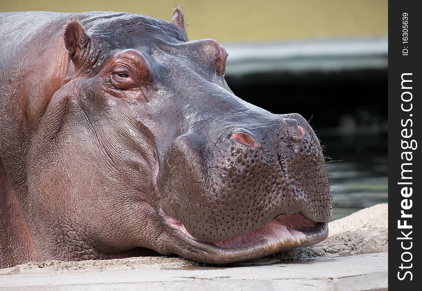 Hippopotamus amphibius at the zoo