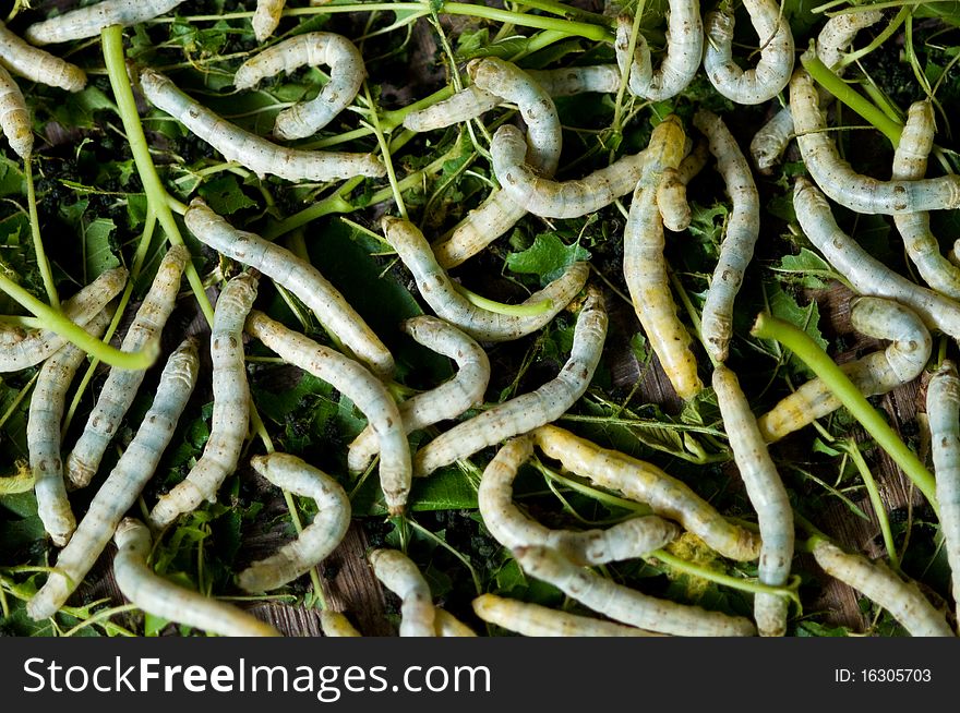 Silk worms feeding on leaves of the mulberry tree. Photo taken in Thailand.