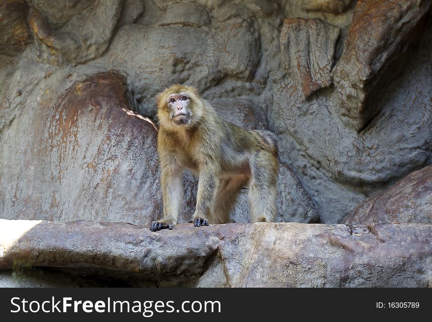 Photography of Barbary Macaque in Barcelona zoo, Spain