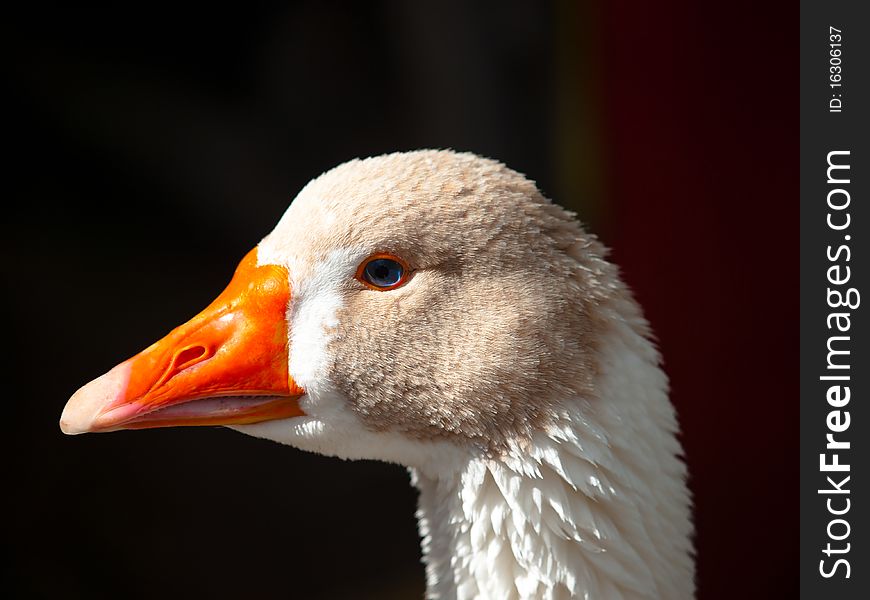 Head of duck close-up in black background