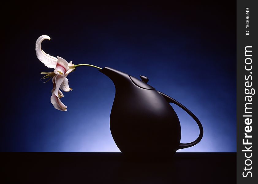 White and pink lily coming out from the spout of a black tea pot placed on a dark table with a spot light on the even blue backdrop. White and pink lily coming out from the spout of a black tea pot placed on a dark table with a spot light on the even blue backdrop