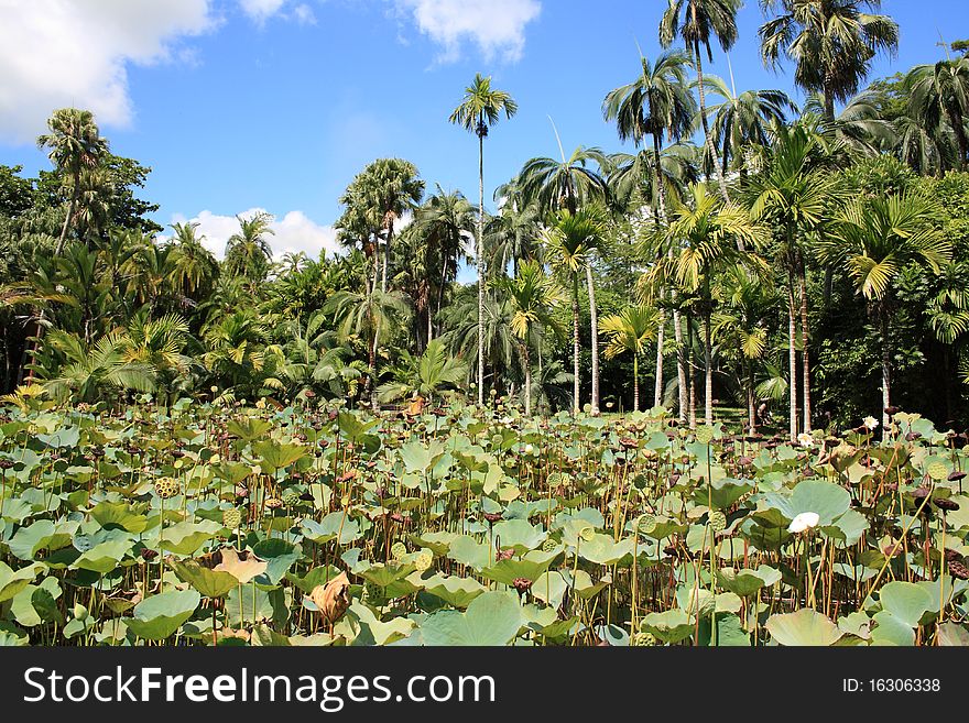 Tropical garden of Pamplemousse on the island of Mauritius