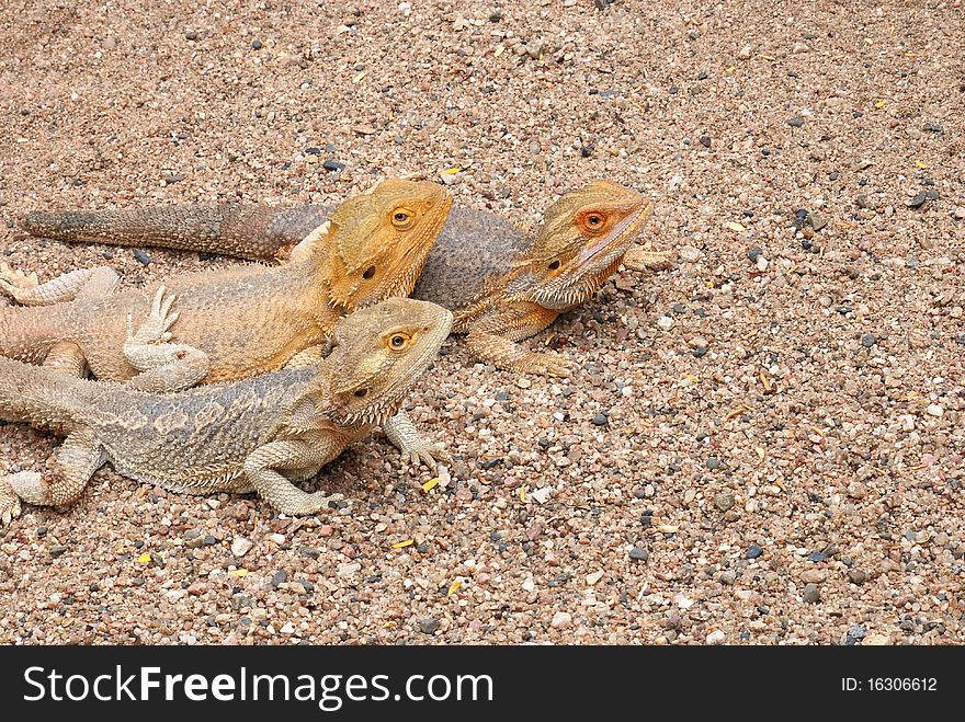 Three bearded dragons sitting in the sun