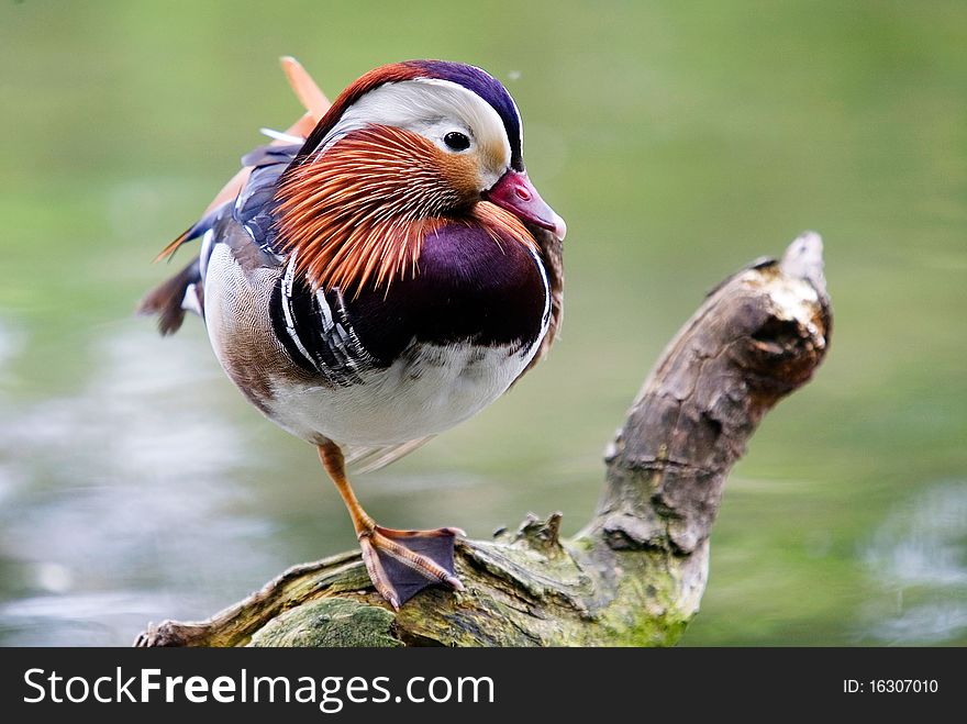 Male speciment of asiatic mandarin duck. Male speciment of asiatic mandarin duck