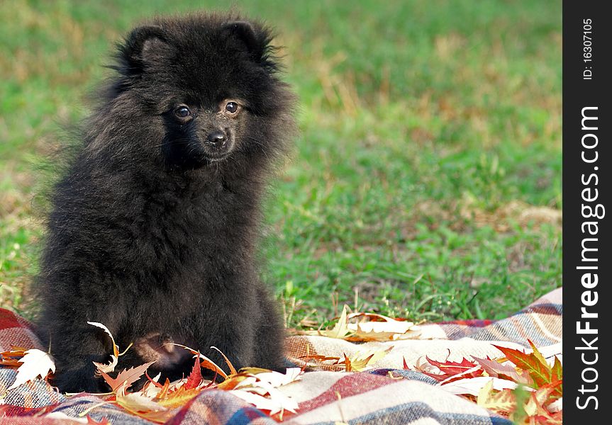 Little playful fluffy puppy of Pomeranian shpitz on green grass