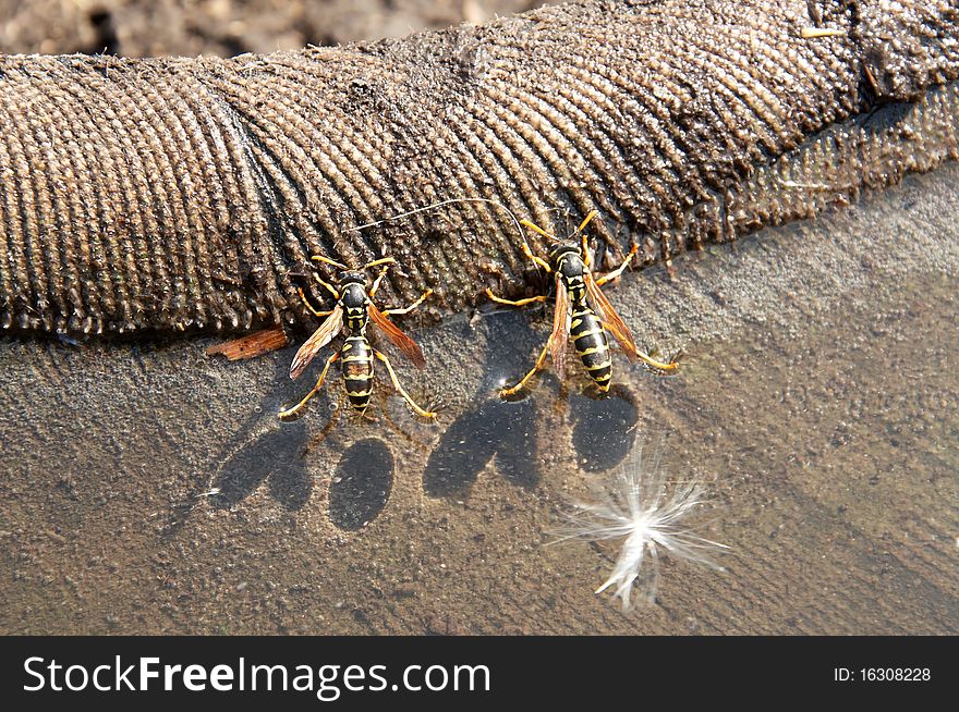 Wasp sitting on the water