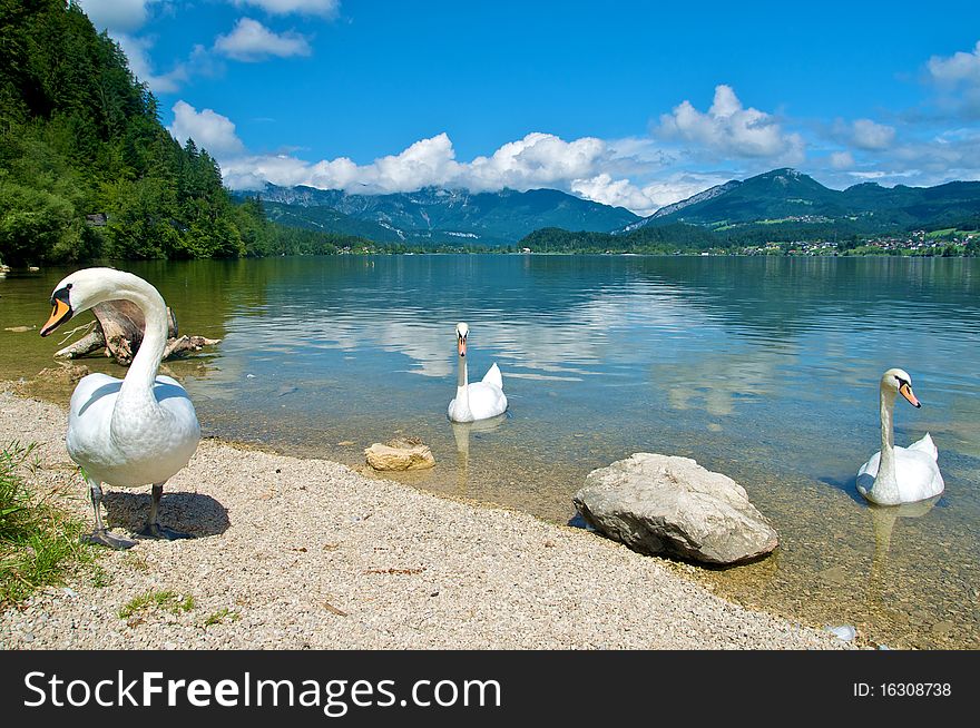 White swans beg for food on the lake. Austria. White swans beg for food on the lake. Austria