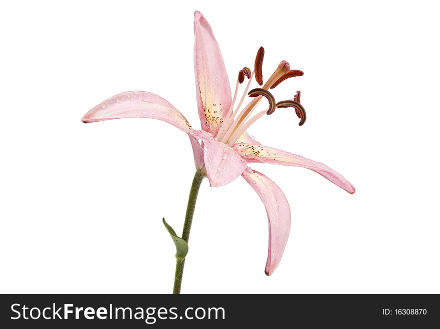 Lily isolated on white background