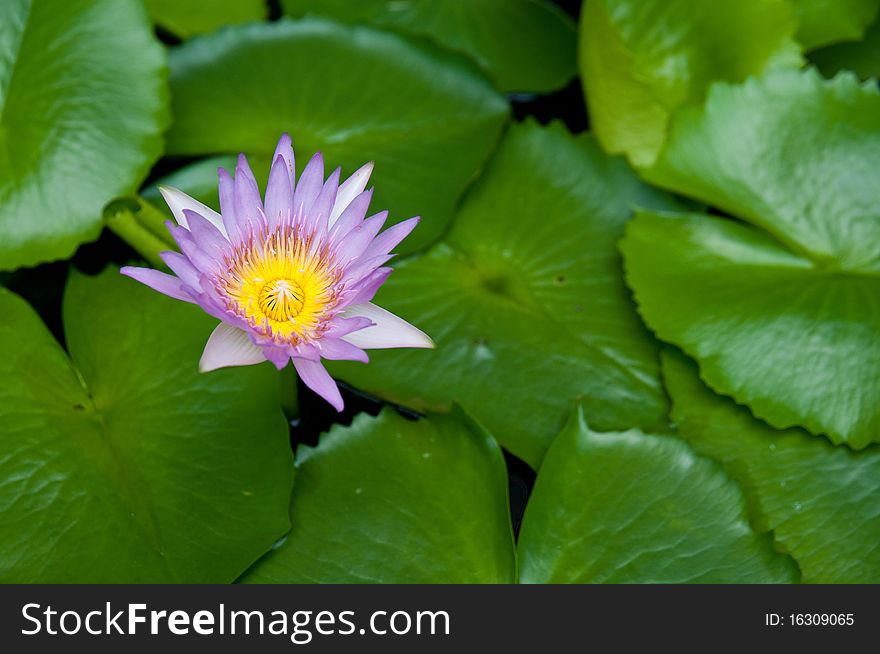 Purple Lotus Located in The garden