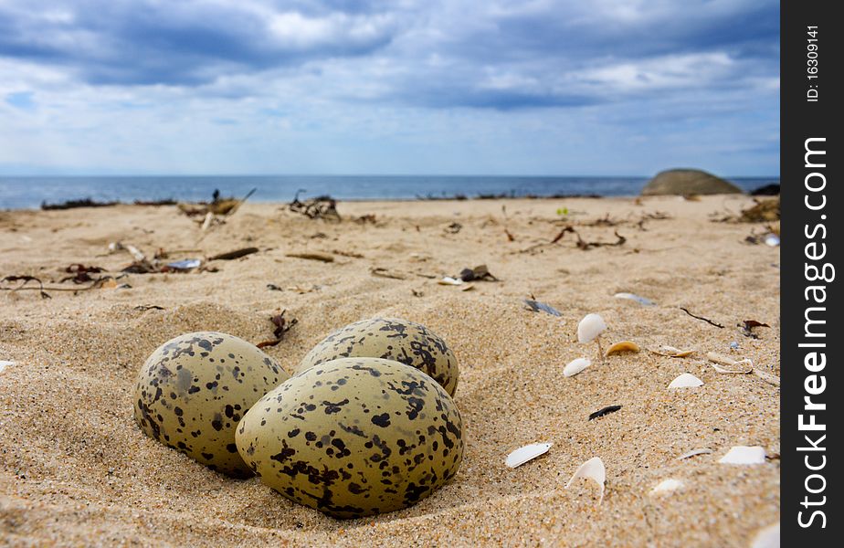 Eggs on the beach warm. Eggs on the beach warm.