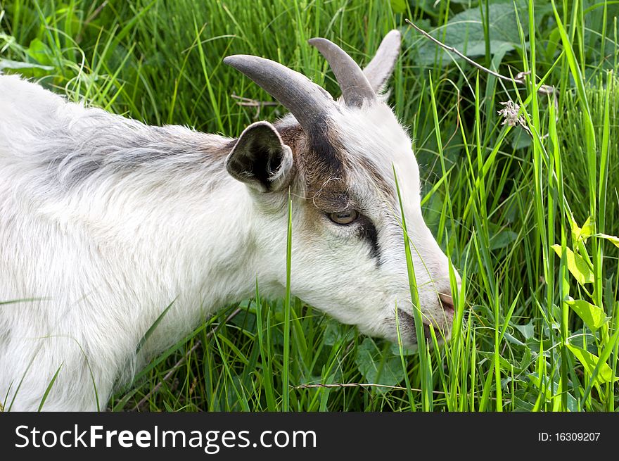 Goat grazing on green grass. Goat grazing on green grass