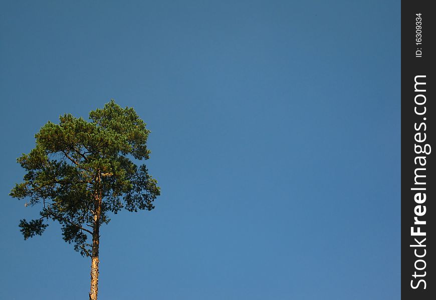 Lone pine tree crown in the blue sky on the left side