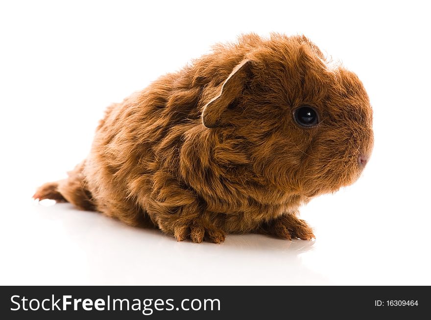 Guinea pig isolated on the white background. texel. Guinea pig isolated on the white background. texel