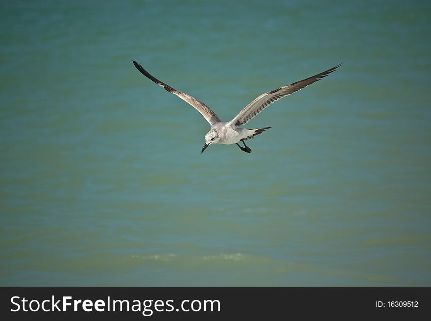 A juvenile laughing gull flies at the edge of a Gulf Coast Florida beach. A juvenile laughing gull flies at the edge of a Gulf Coast Florida beach.