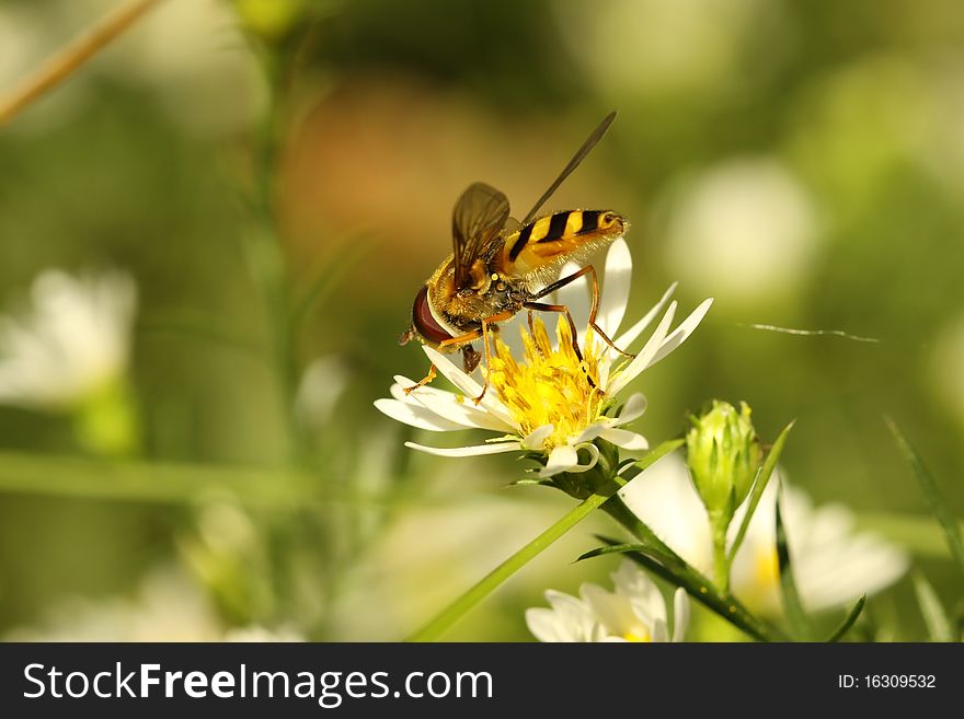 Virginia Flower Fly (Milesia Virginienis)