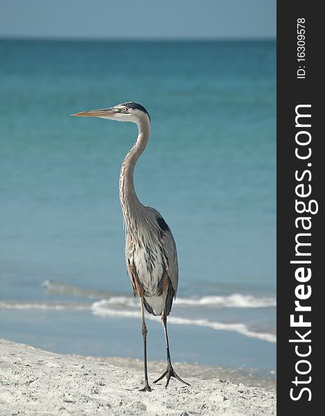 A Great Blue Heron stands on the sand with blue sky and ocean in the background. A Great Blue Heron stands on the sand with blue sky and ocean in the background.