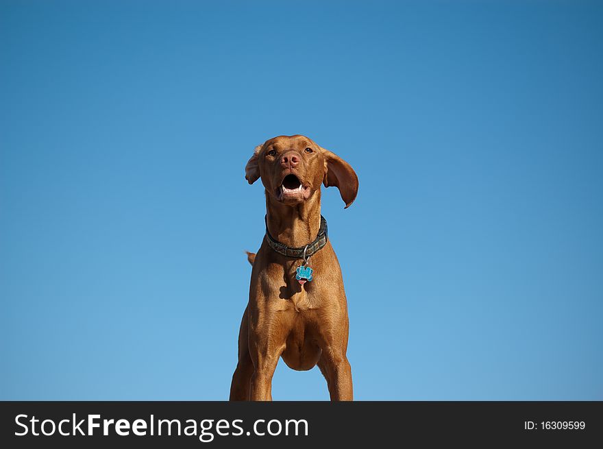 Hungarian Vizsla Dog Portrait With Blue Sky