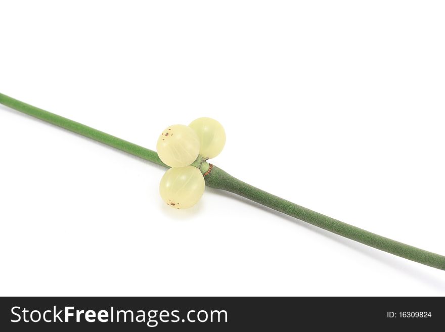 Mistletoe sprig (Viscum album) with berries, isolated on a white background.