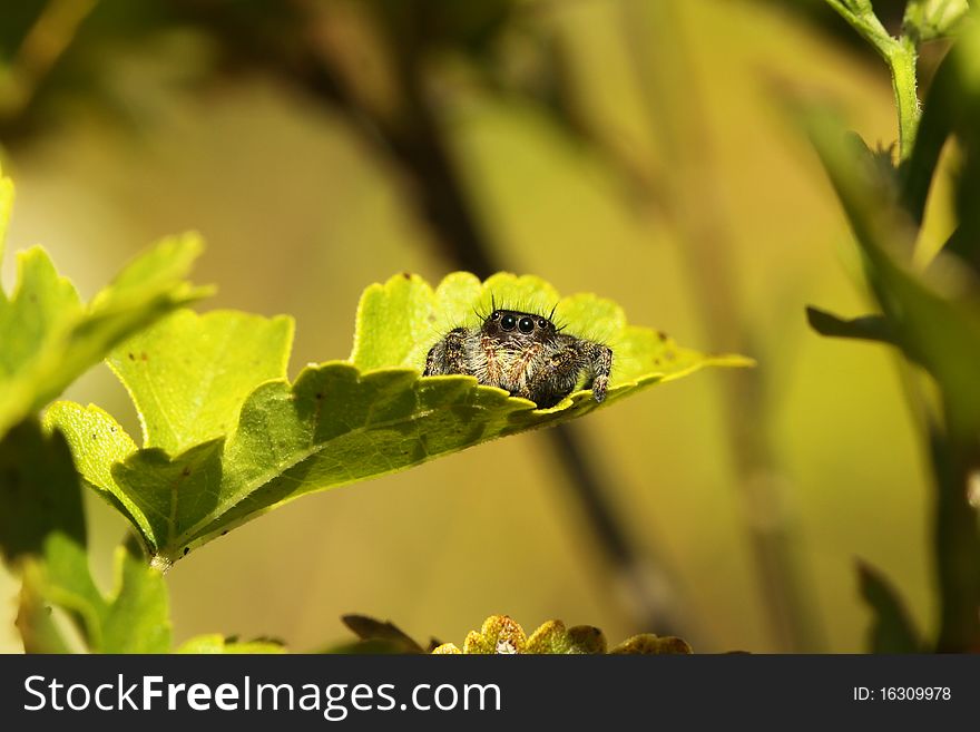 Bold jumping spider resting on an autumn leave