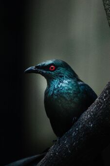 An Asia Glossy Starling Starring At The Camera Stock Images